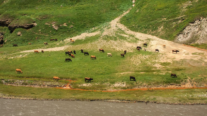 herd of cows in truso gorge