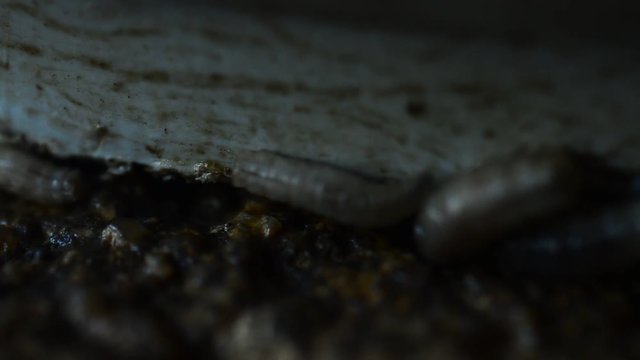 Worm on rotten near grabege