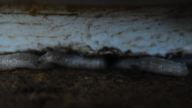 Worm on rotten near grabege
