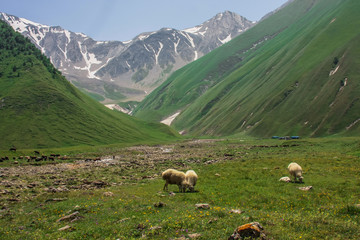 sheep in mountains