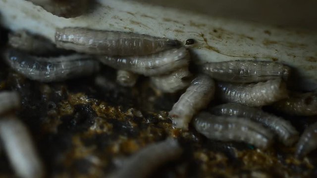 Worm on rotten near grabege