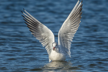 Möwe mit scholle