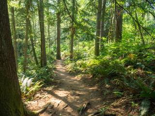 Obraz premium Cougar Mountain Regional Wildland Park