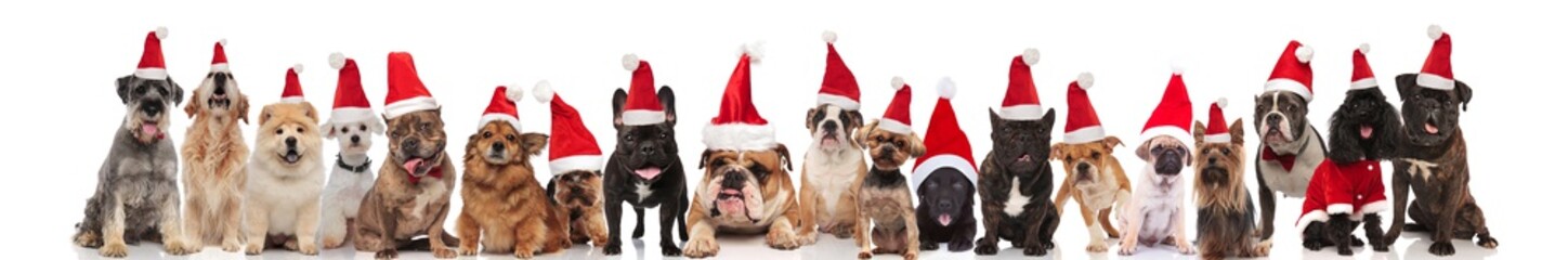 large group of cute santa dogs of different breeds