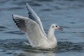 Möwe in der ostsee