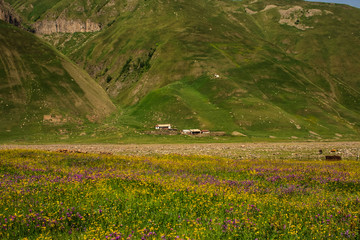 rural landscape with flower field