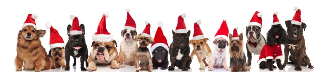 large group of happy santa dogs sitting and standing