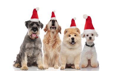 group of four adorable santa dogs of different breeds