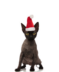 adorable metis cat wearing a santa cap standing
