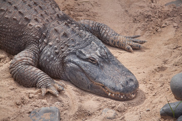 Crocodile animal