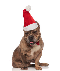 adorable american bully with santa hat looks down while sitting