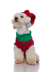 seated bichon wearing a santa cap looks up to side