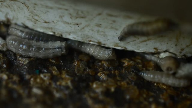 Worm on rotten near grabege