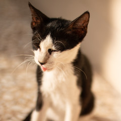 Fototapeta premium close up photo for Homeless little cat in the sidewalk