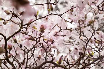 Cherry blossom flowers