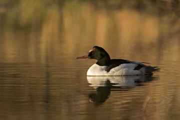 male common merganser, goosander, Mergus merganser in the water