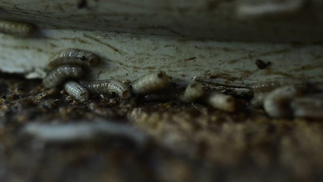 Worm on rotten near grabege