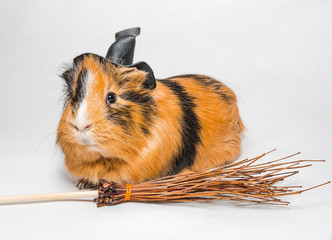 Guinea pig in a witch hat for Halloween