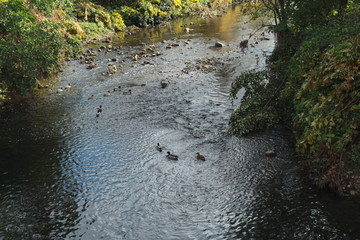 Canards sur une rivière