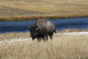 Bison, buffalo