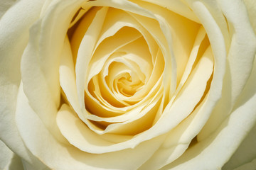 White rose, Rosa