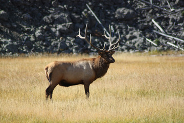 Naklejka na ściany i meble Elk, Cervus canadensis