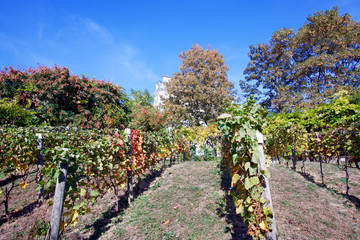 Fototapeta na wymiar Belleville park vineyard in Paris