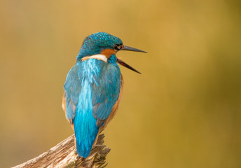 Kingfisher, Alcedo atthis
