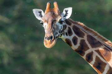 Pose for camera, Rothschild Giraffe