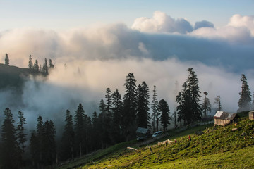 pines and huts in clouds in bakhmaro