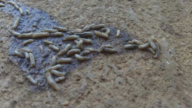Worm on rotten near grabege
