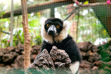 Sweet lemur