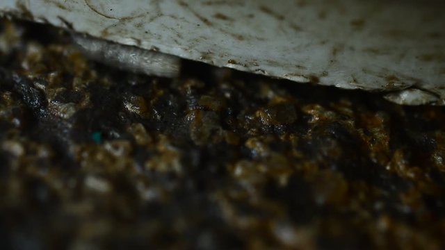 Worm on rotten near grabege