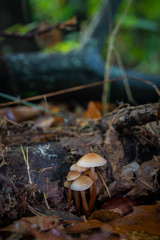 Mushrooms in a chestnut forest.
