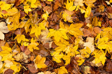 Naklejka na ściany i meble Autumn. yellow and brown leaf lying on the ground