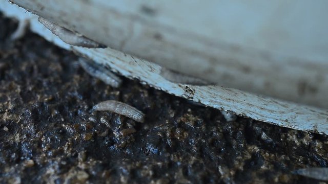 Worm on rotten near grabege