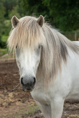 Naklejka premium Portrait of a white Icelandic horse with long gray mane