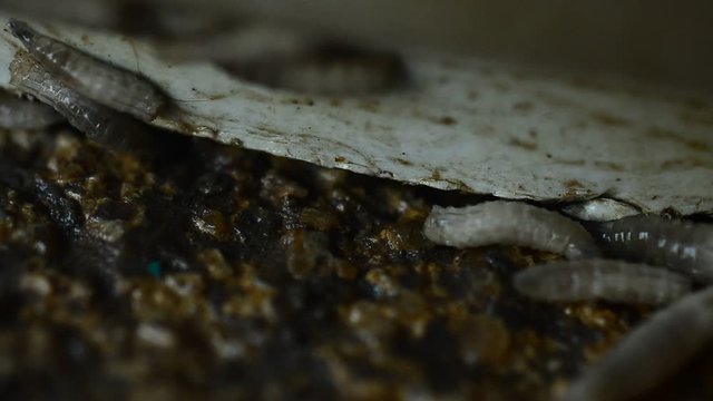 Worm on rotten near grabege