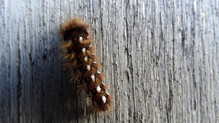 Raupe