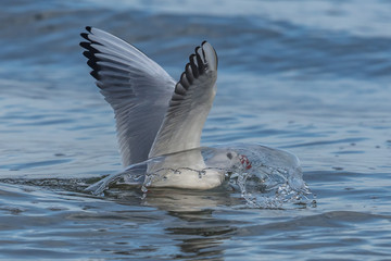 möwe