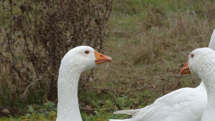 Obraz premium Kopf einer Gans