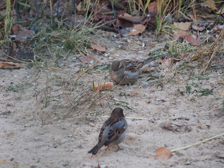 The sparrows pecking from the earth the bread crumbs.