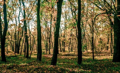 Obraz premium trees with yellow leaves grow in the park, autumn has come