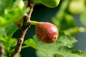 Branch of a fig tree (Ficus carica) with leaves and fruits in various stages of ripening