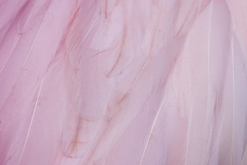 texture Flamingo feather abstract background