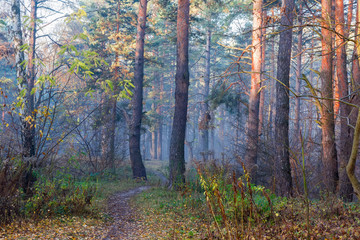Obraz premium Fragment of conifers and deciduous forest in autumn morning