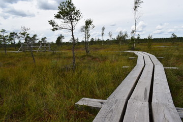 wooden flooring bridge of planks in a swamp in a forest in a park in Latvia. Kemeri National Park.