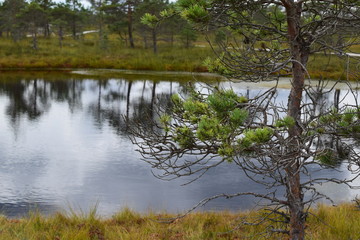 Kemeri national park, bog and lakes landscape picture with trees refelcting in the water