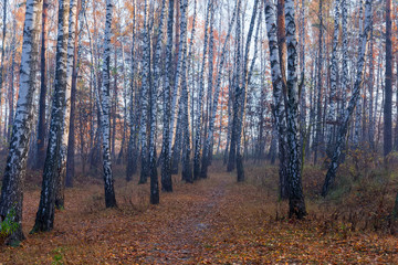 Fragment of autumn birch forest in morning