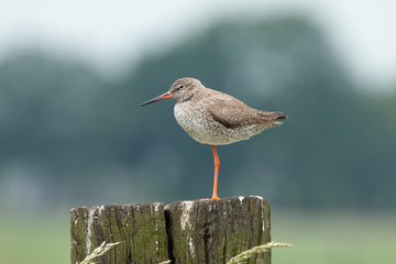 Redshank, Tringa totanus
